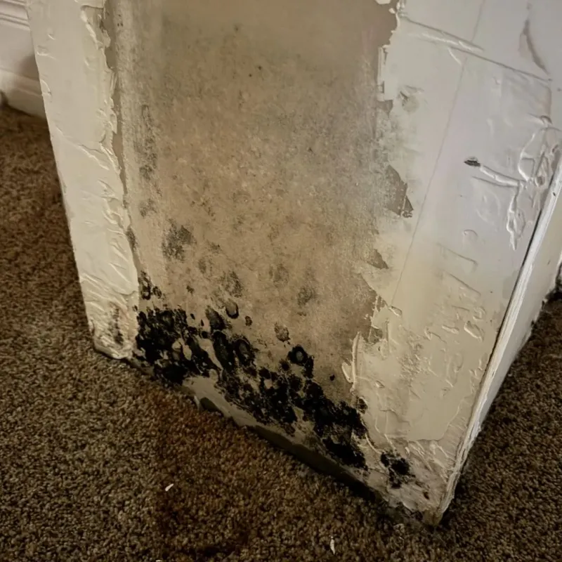 Professional Mold Removal in Hildebran, NC